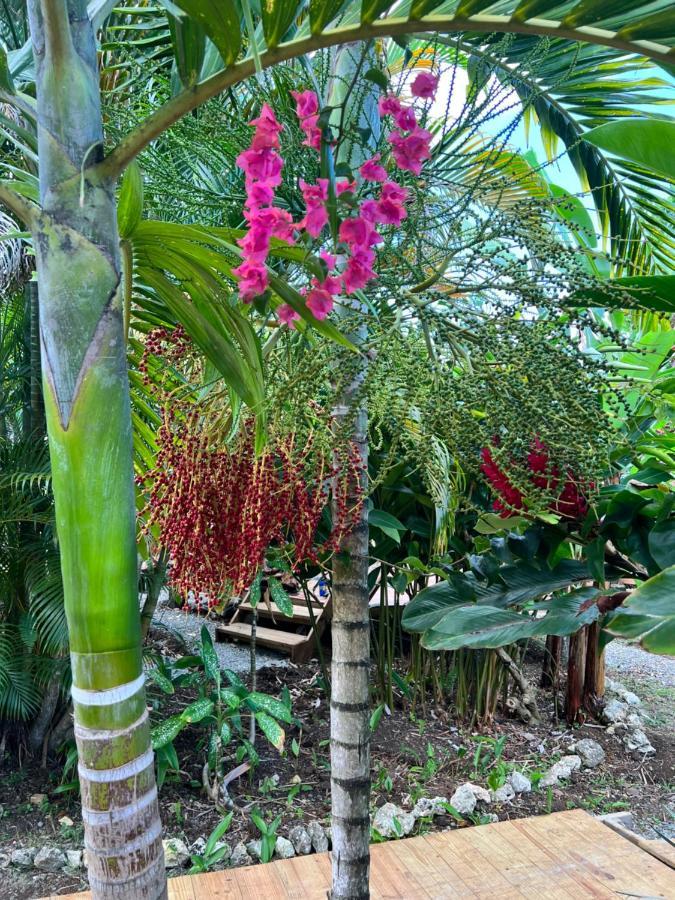 Jamaica Colors Hotel And Eco-Retreat Port Antonio Luaran gambar